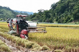 Petani Pesisir Selatan Sumbar panen seluas 600 hektare