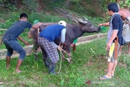 Tradisi potong kerbau sambut Ramadhan tetap berlangsung di Mukomuko