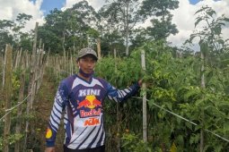 Petani Lampung Barat panen cabai merah