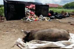 Kematian babi di Pulau Timor akibat virus ASF capai  6.998 ekor