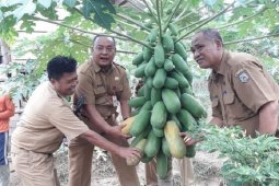 Kelompok tani di Sarolangun Jambi kembangkan tanaman pepaya california