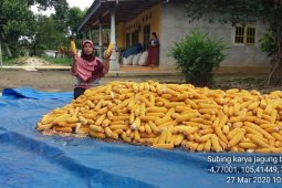 Hasil panen jagung melimpah di Lampung Tengah