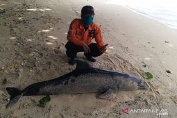 SAR cari nakhoda yang hilang, di pantai temukan lumba-lumba mati terdampar