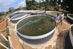 Budi daya ikan menggunakan bioflok di Sungai Duren Muarojambi