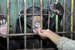 Induk dan anak beruang madu tersesat berkeliaran di kebun warga