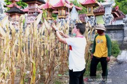 Bupati Klungkung motivasi petani untuk terus produktif