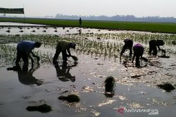 Persediaan pupuk untuk musim gadu Jabar dan Banten melimpah