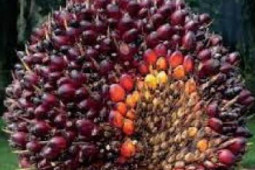Harga TBS kelapasawit Kaltim April Rp1,37-1,56 ribu/Kg