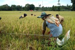 Sinergitas peyuluh dan petani dalam mengamankan stok pangan Kostratani Kabupaten Bungo