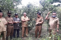 Panen jeruk siam banjar petani Sarolangun melimpah berkat sinergi dengan penyuluh