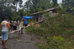 Sejumlah jaringan listrik di Nias tertimpa longsor dan pohon tumbang