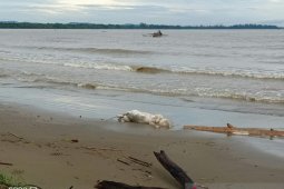 Bangkai babi berserakan di Pantai Tagaule Nias