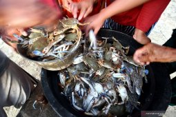Harga Rajungan Anjlok