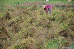 Estimasi Produksi Beras Bulan Mei