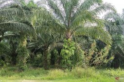 Harga sawit di Mesuji turun
