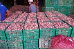 Kementan: Bawang merah segera panen raya