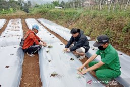 Mahasiswa Polbangtan Bogor ajak petani gunakan teknologi GAP
