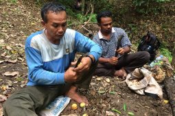 Petani keluhkan harga pala semakin merosot