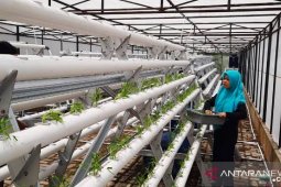 Ciptakan petani milenial, BPPSDMP dorong Polbangtan Medan kembangkan Hidroponik Modern