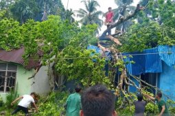 Tiga warga Nagan Raya terluka dan seorang  pingsan akibat pohon tumbang