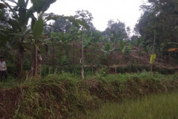 Babi hutan bergerombol merusak ladang pertanian di Lebak