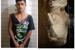 Polisi Salapian Langkat tangkap karyawan kebun pencuri lembu
