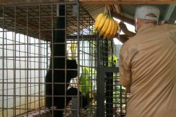 BKSDA evakuasi satu ekor owa siamang di Lhokseumawe