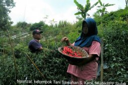 Jaga stok pangan menjelang lebaran, petani Kerinci panen raya hortikultura