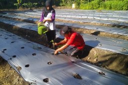Pelaku pariwisata di Aceh beralih profesi jadi petani
