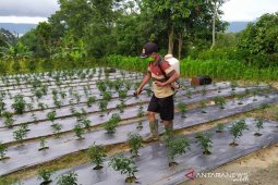Bantu petani terdampak COVID-19, Mahasiswa Polbangtan Medan buat pupuk organik dari urine Kelinci