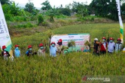 Petrokimia Gresik sukses panen padi program serasi di Kalsel