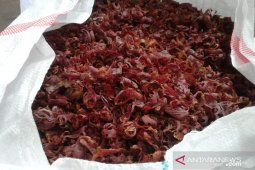 Harga  hasil perkebunan ekspor Maluku di Ambon bertahan