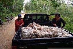 Dinas Perkebunan Kaltim bantu tingkatkan mutu karet dua kelompok tani