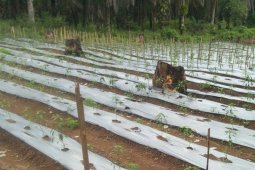Penyuluh pertanian Merangin perbanyak "anjangsana" temui petani