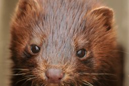 AS konfirmasi kasus pertama virus corona pada satwa liar cerpelai