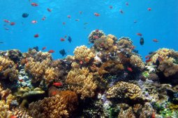 Mission Blue deklarasikan KKP Nusa Penida sebagai "Hope Spot"