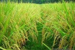 Kementan dorong perguruan tinggi lakukan riset tingkatkan produksi pangan