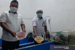Polisi Jambi tangkap lima orang terkait  penyelundupan benih lobster