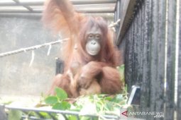 Menteri LHK namai "Fitri" untuk orangutan di Bogor lahir saat Lebaran