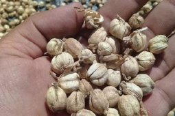 Kapulaga makin diminati pasar ekspor, produksi terbesar dari Jabar