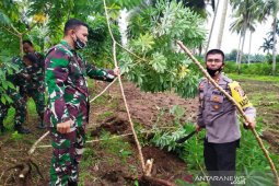 Kodim Nagan Raya galakkan penanaman ubi kayu untuk ketahanan pangan ditengah pandemi