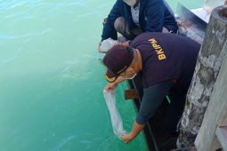 KKP lepasliarkan 44.770 benih bening lobster di Sumbar