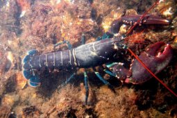 Ekspor benih lobster bantu perekonomian nelayan saat pandemi COVID-19