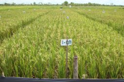 Menggenjot produksi pangan, Balitbangtan siap optimalkan lahan gambut