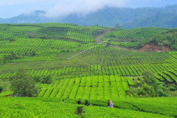 Wisata Kerinci tunggu waktu kedatangan wisatawan