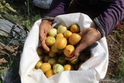 Harga tomat membaik