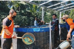 Mitra binaan Pertamina  budidaya ikan Nila dengan Bioflok