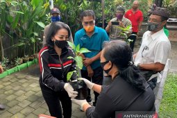 PKK Denpasar bagikan bibit cabai untuk lahan pekarangan masyarakat