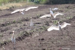 Burung Pemakan Hama Tanaman