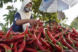 Harga Cabai Turus Drastis
